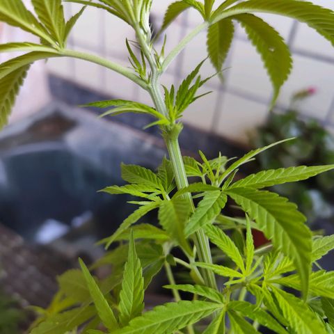 Sativa  growlog timeline photo
