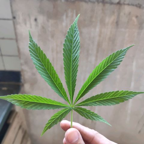 Sativa  growlog timeline photo