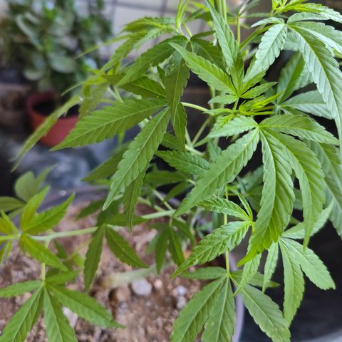 Sativa  growlog timeline photo