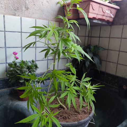 Sativa  growlog photo: Realizado poda nas folhas velhas e amarras nas galhas inferiores. 
