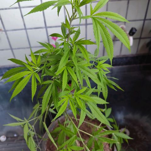 Sativa  growlog photo: Realizado poda nas folhas velhas e amarras nas galhas inferiores. 