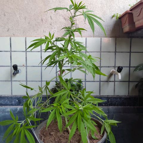 Sativa  growlog photo: Realizado poda nas folhas velhas e amarras nas galhas inferiores. 