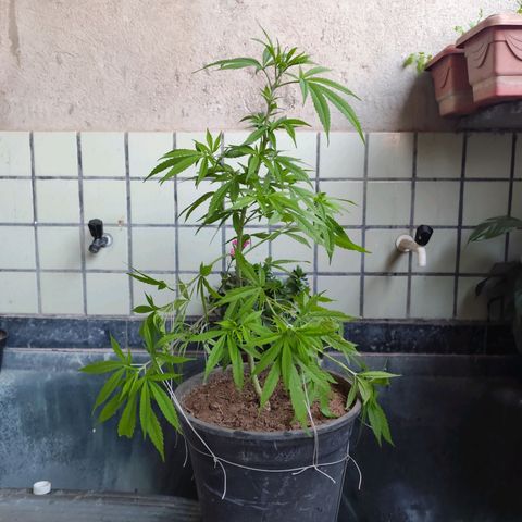 Sativa  growlog photo: Realizado poda nas folhas velhas e amarras nas galhas inferiores. 