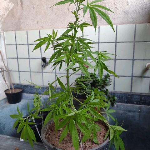 Sativa  growlog photo: Realizado poda nas folhas velhas e amarras nas galhas inferiores. 