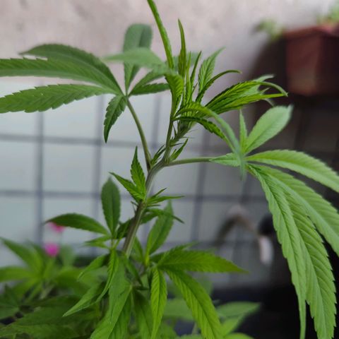 Sativa  growlog photo: Realizado poda nas folhas velhas e amarras nas galhas inferiores. 