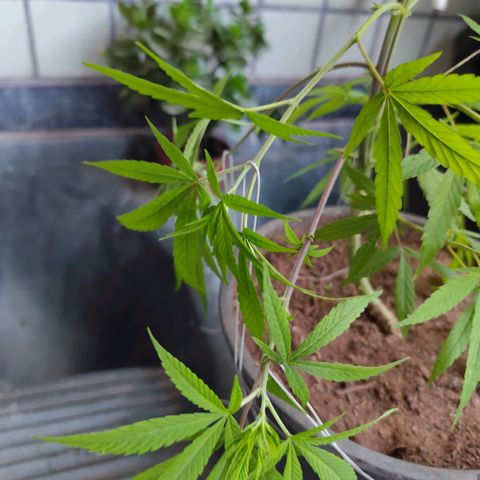 Sativa  growlog photo: Realizado poda nas folhas velhas e amarras nas galhas inferiores. 