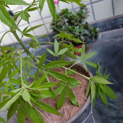 Sativa  growlog photo: Realizado poda nas folhas velhas e amarras nas galhas inferiores. 