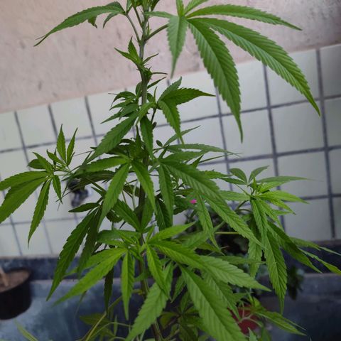 Sativa  growlog photo: Realizado poda nas folhas velhas e amarras nas galhas inferiores. 
