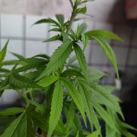Sativa  growlog photo: Realizado poda nas folhas velhas e amarras nas galhas inferiores. 