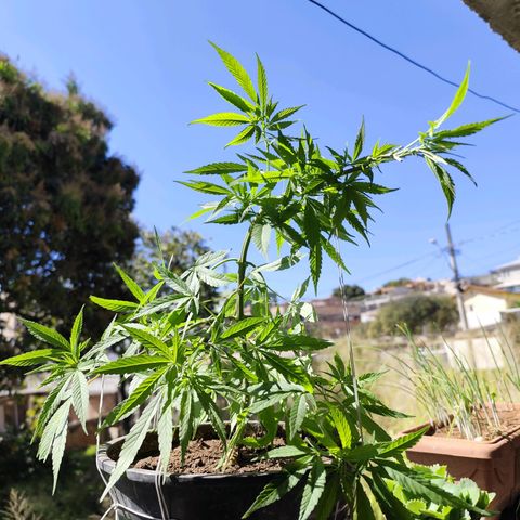Sativa  growlog timeline photo