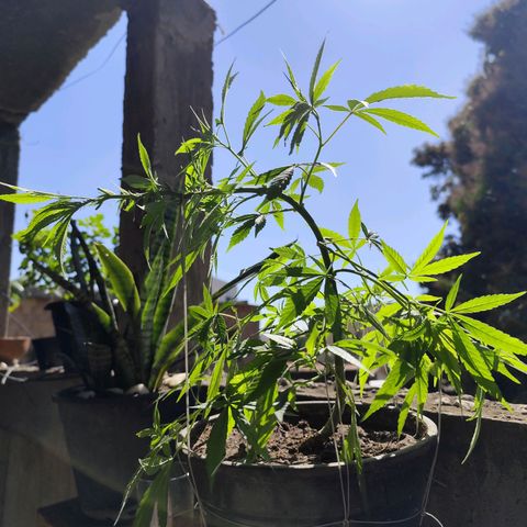 Sativa  growlog timeline photo