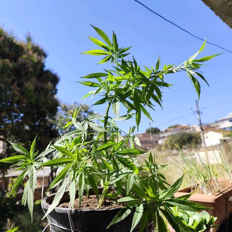 Sativa  growlog timeline photo