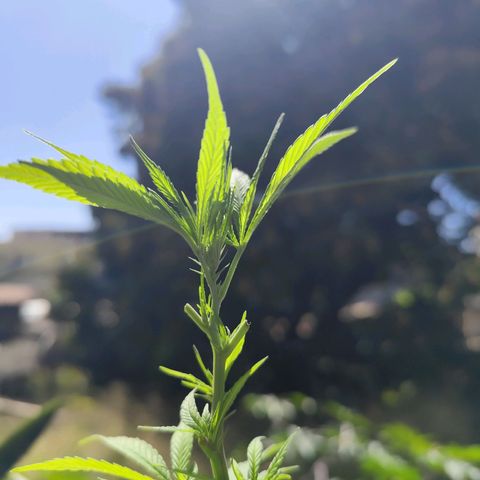 Sativa  growlog timeline photo