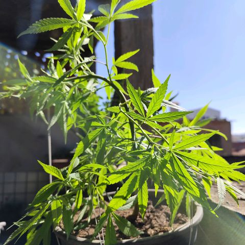 Sativa  growlog timeline photo