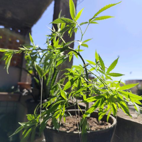 Sativa  growlog timeline photo