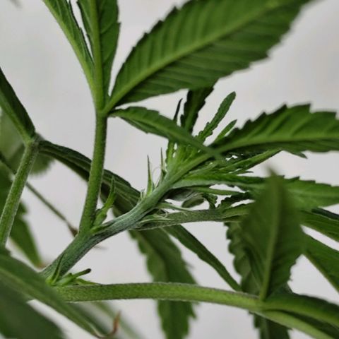 Sativa  growlog photo: Uma das galhas apresentou hoje o início da floração... Até o momento a planta mostrou-se do sexo feminino 