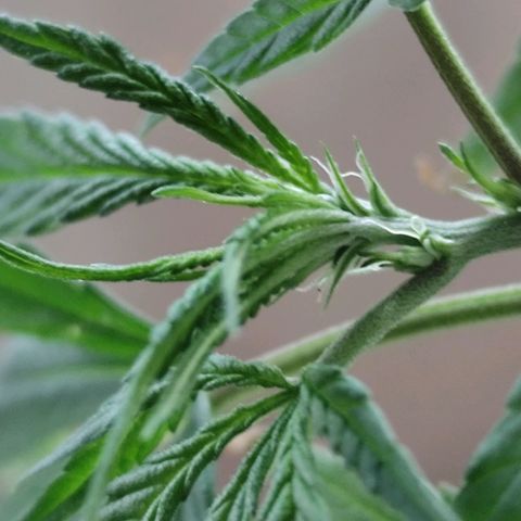 Sativa  growlog photo: Uma das galhas apresentou hoje o início da floração... Até o momento a planta mostrou-se do sexo feminino 