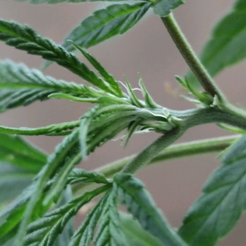 Sativa  growlog photo: Uma das galhas apresentou hoje o início da floração... Até o momento a planta mostrou-se do sexo feminino 