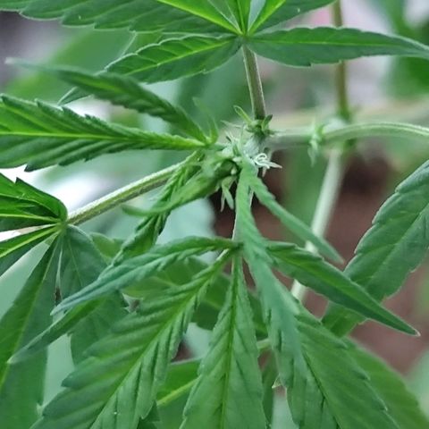 Sativa  growlog photo: Uma das galhas apresentou hoje o início da floração... Até o momento a planta mostrou-se do sexo feminino 