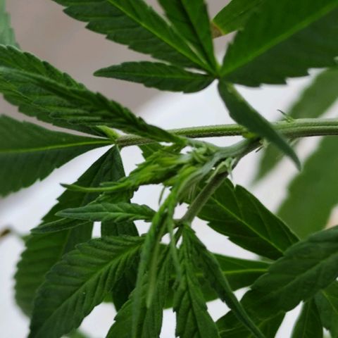 Sativa  growlog photo: Uma das galhas apresentou hoje o início da floração... Até o momento a planta mostrou-se do sexo feminino 
