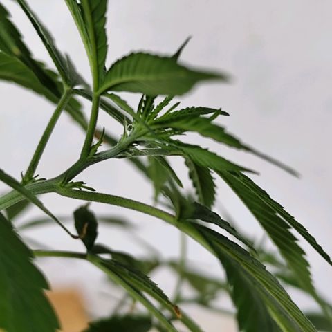 Sativa  growlog photo: Uma das galhas apresentou hoje o início da floração... Até o momento a planta mostrou-se do sexo feminino 