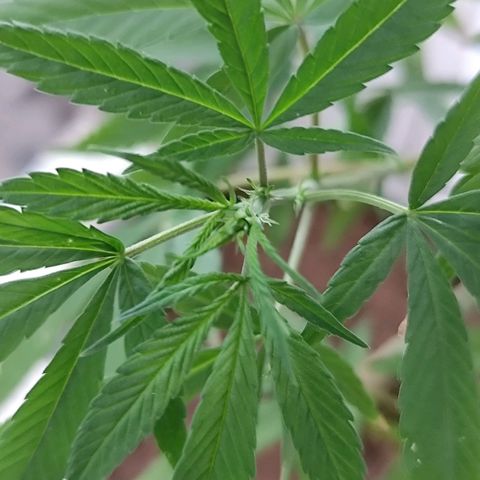 Sativa  growlog photo: Uma das galhas apresentou hoje o início da floração... Até o momento a planta mostrou-se do sexo feminino 