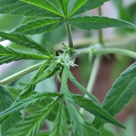 Sativa  growlog photo: Uma das galhas apresentou hoje o início da floração... Até o momento a planta mostrou-se do sexo feminino 