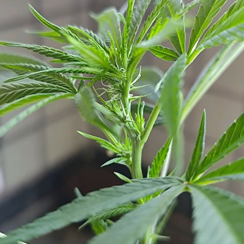 Sativa  growlog photo: A floração iniciou nos galhos restantes.