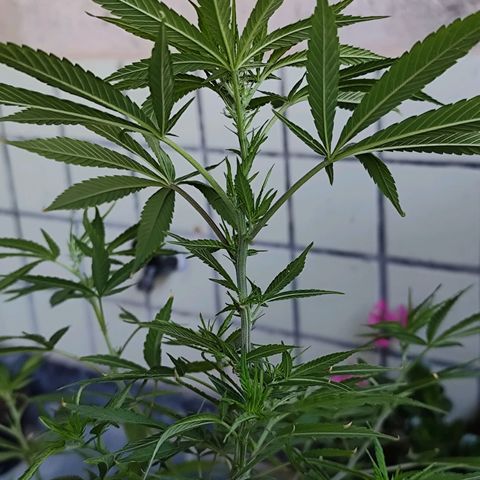 Sativa  growlog photo: A floração iniciou nos galhos restantes.