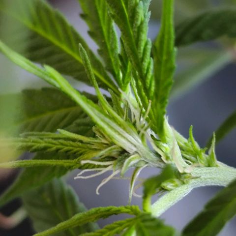 Sativa  growlog photo: A floração iniciou nos galhos restantes.