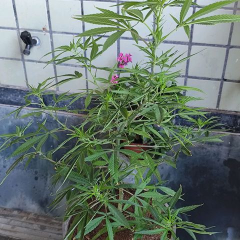 Sativa  growlog photo: A floração iniciou nos galhos restantes.