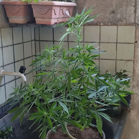 Sativa  growlog photo: A floração iniciou nos galhos restantes.