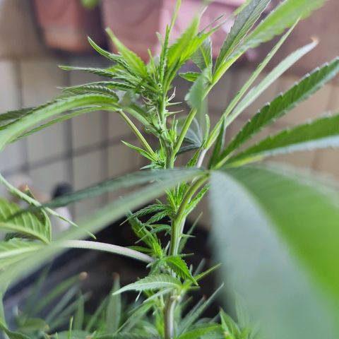 Sativa  growlog photo: A floração iniciou nos galhos restantes.