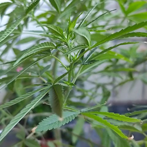 Sativa  growlog photo: A floração iniciou nos galhos restantes.