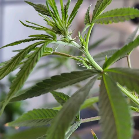 Sativa  growlog photo: A floração iniciou nos galhos restantes.