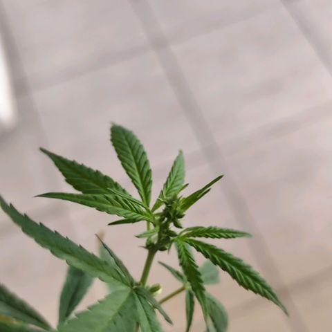 Sativa  growlog photo: Uma única galha apresentou hermafroditiamo, ela foi removida pra evitar que atrapalhe a flora 
