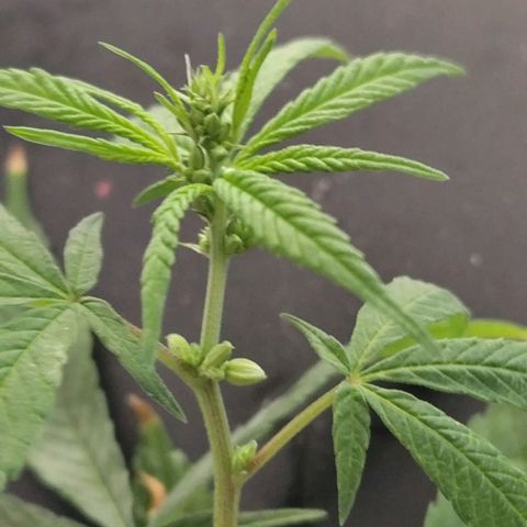 Sativa  growlog photo: Uma única galha apresentou hermafroditiamo, ela foi removida pra evitar que atrapalhe a flora 