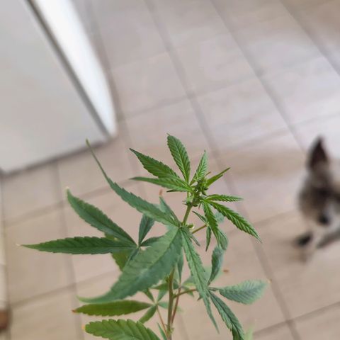 Sativa  growlog photo: Uma única galha apresentou hermafroditiamo, ela foi removida pra evitar que atrapalhe a flora 