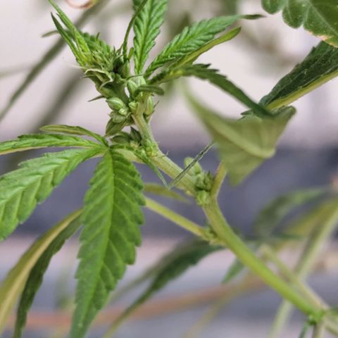 Sativa  growlog photo: Uma única galha apresentou hermafroditiamo, ela foi removida pra evitar que atrapalhe a flora 