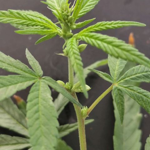 Sativa  growlog photo: Uma única galha apresentou hermafroditiamo, ela foi removida pra evitar que atrapalhe a flora 