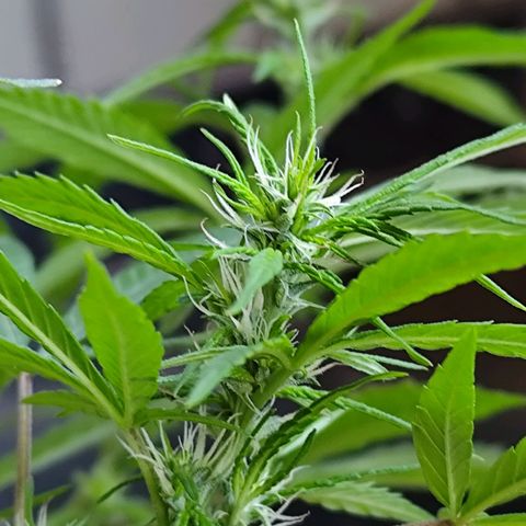 Sativa  growlog timeline photo
