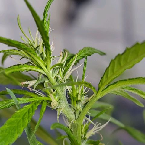 Sativa  growlog timeline photo
