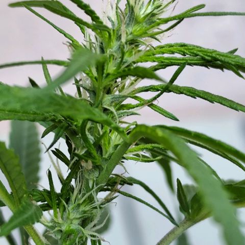 Sativa  growlog timeline photo