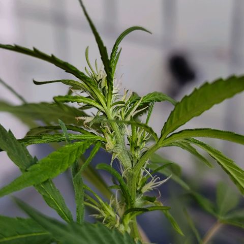 Sativa  growlog timeline photo