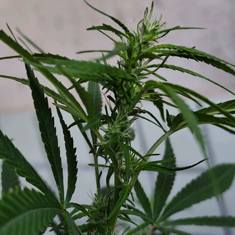 Sativa  growlog timeline photo