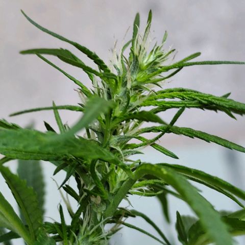 Sativa  growlog timeline photo