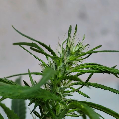 Sativa  growlog timeline photo