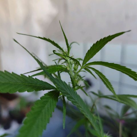 Sativa  growlog timeline photo