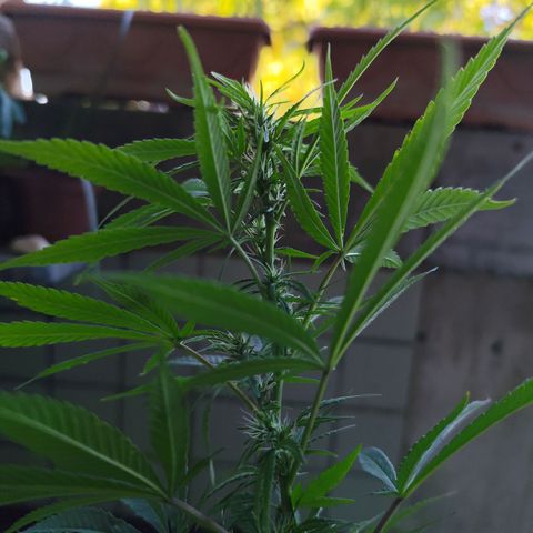 Sativa  growlog timeline photo