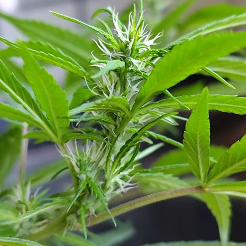 Sativa  growlog timeline photo